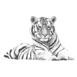 Vinilos para pared silueta de tigre